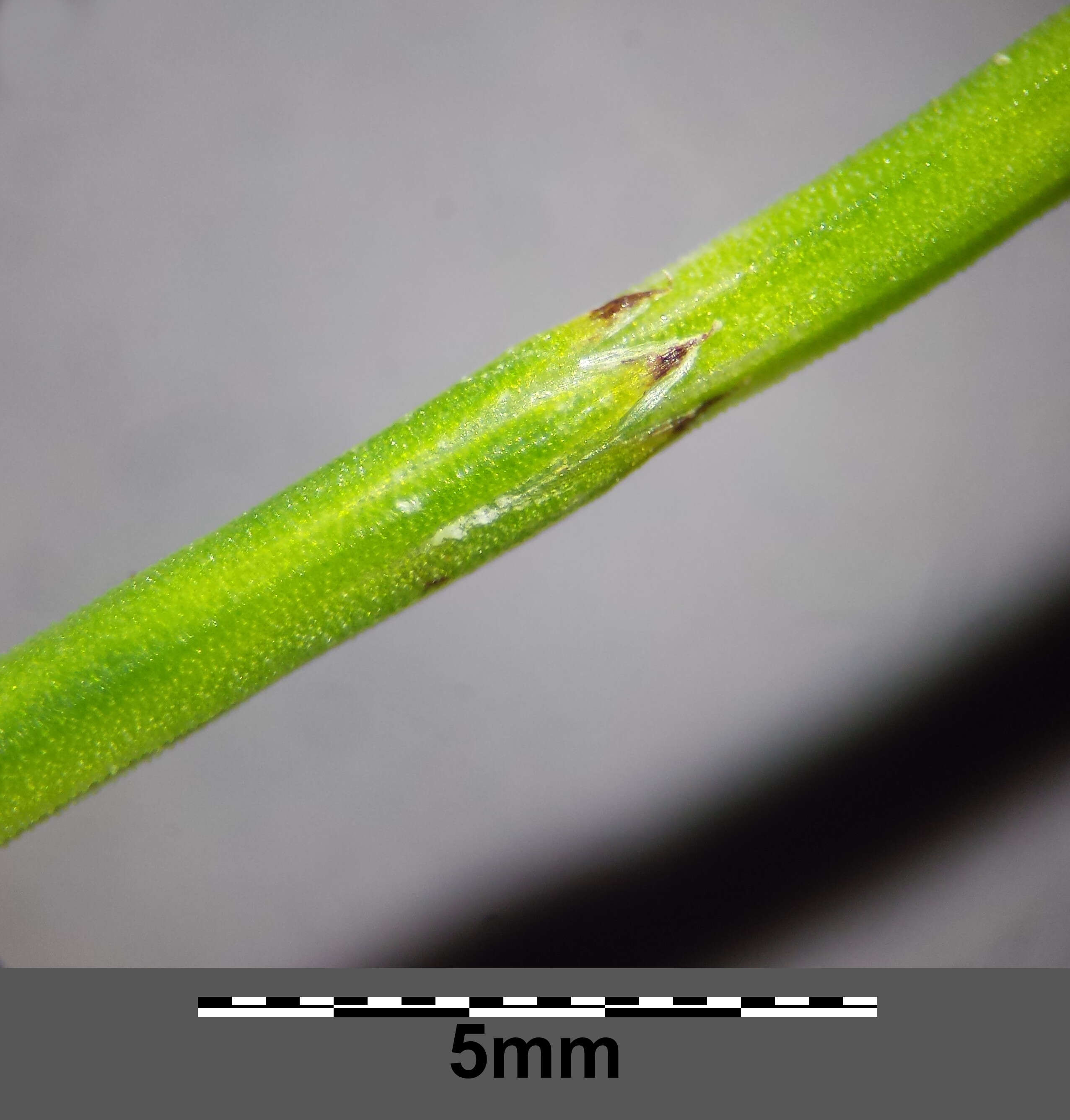 Image of Marsh Horsetail