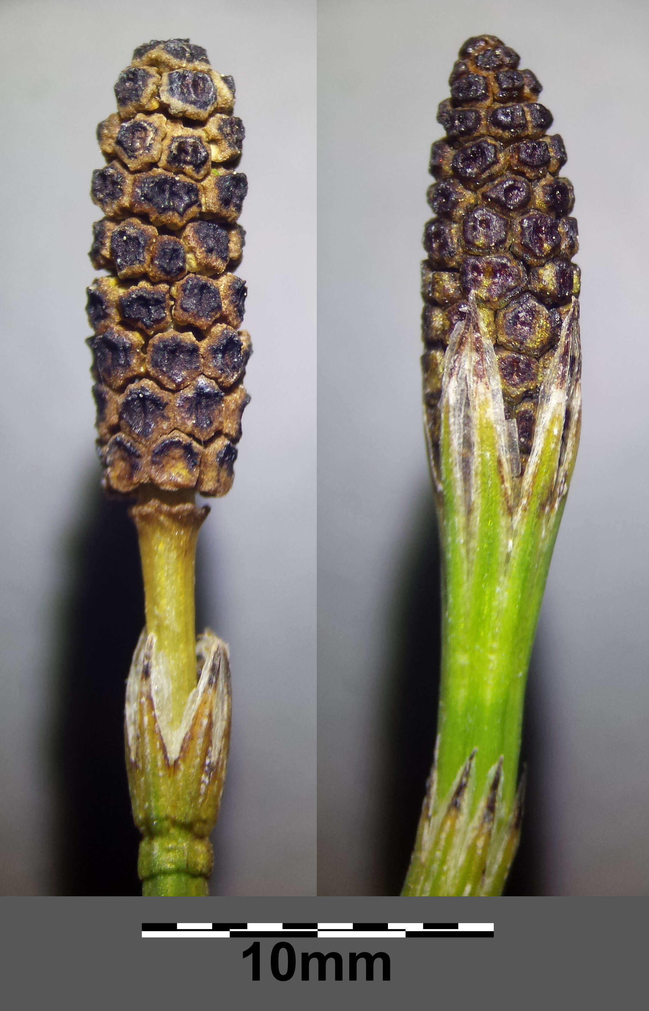 Image of Marsh Horsetail