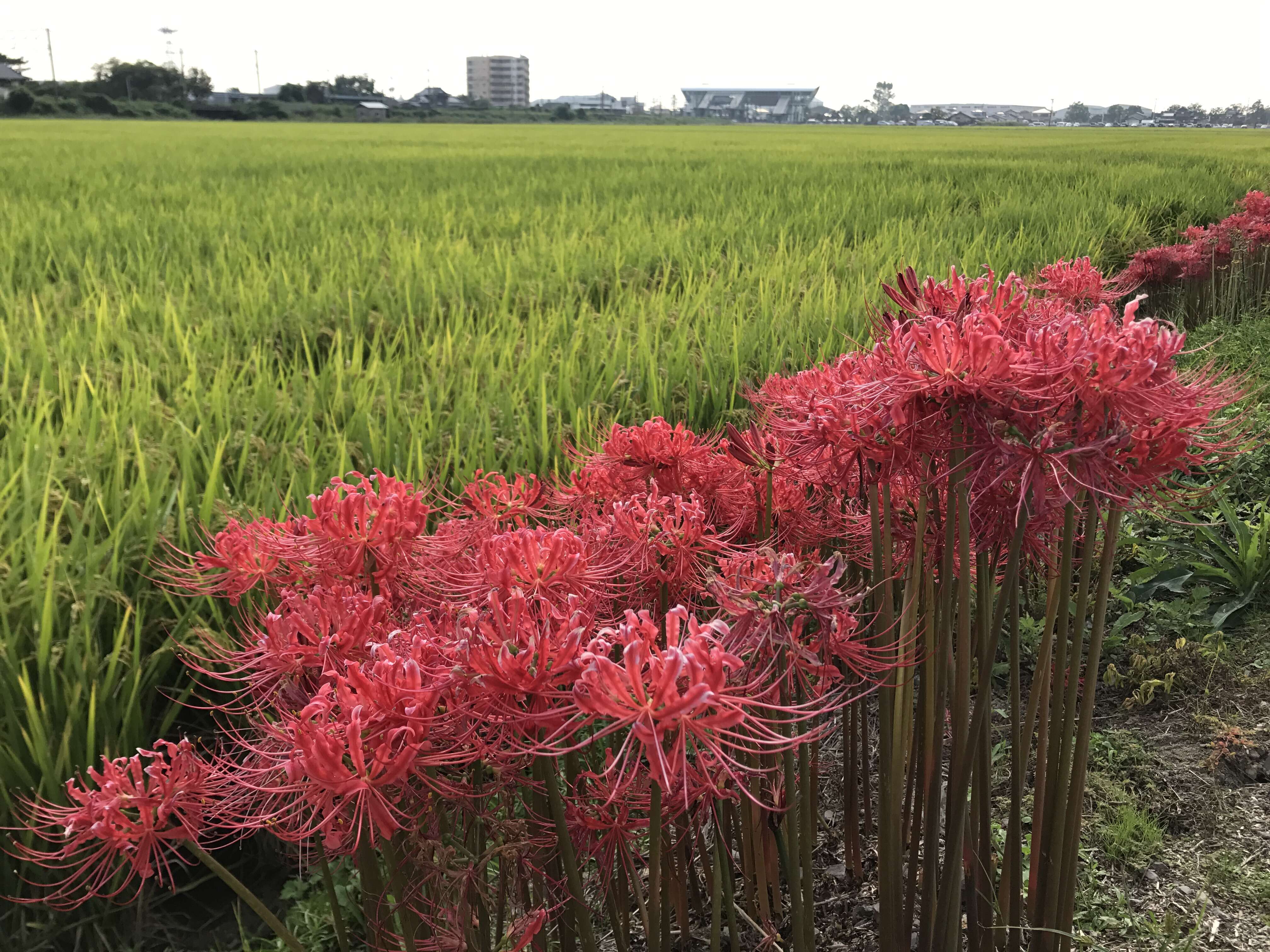 Image of red spider lily