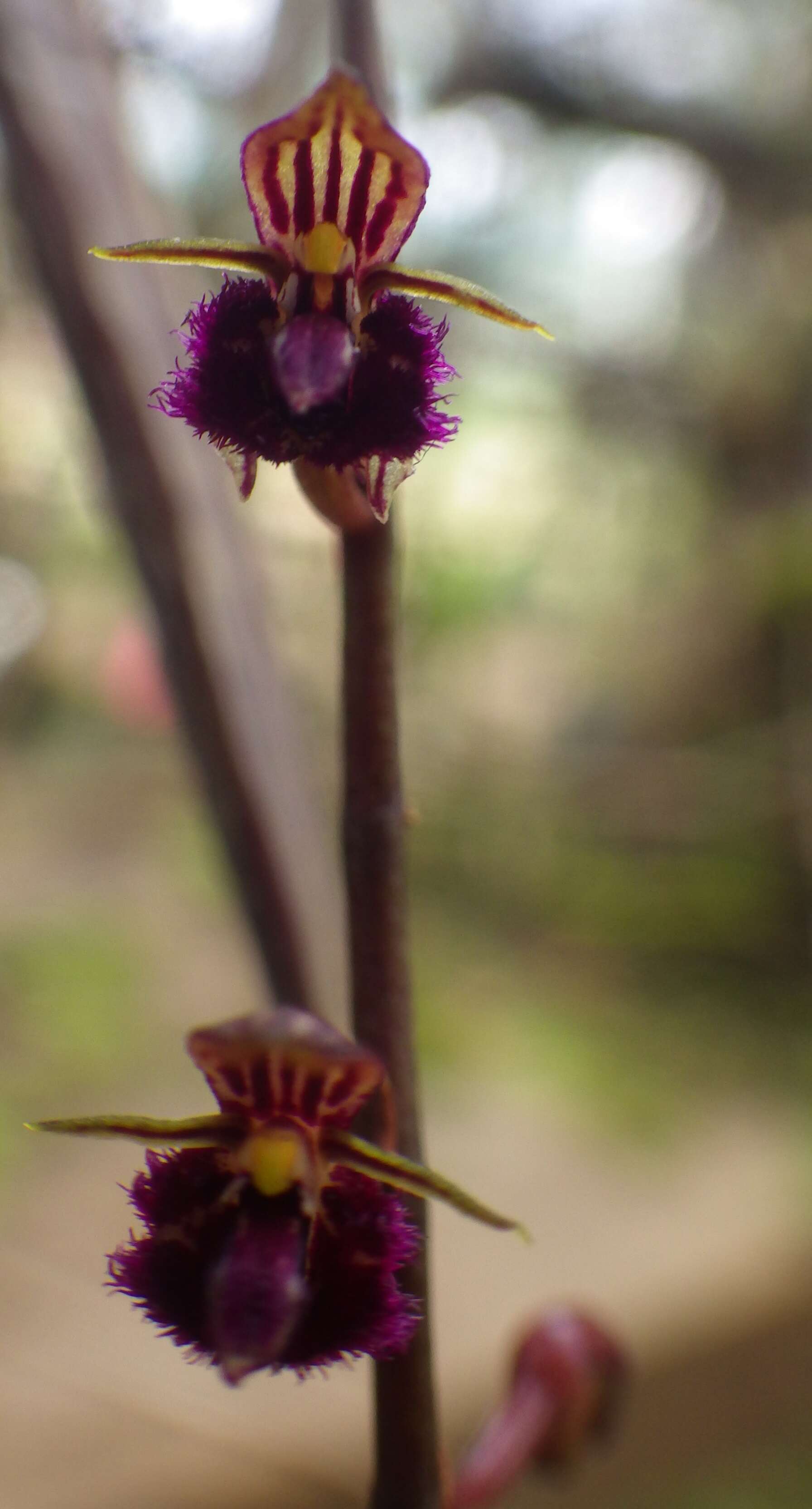 Image of Bulbophyllum fayi J. J. Verm.