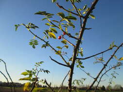 Image of dog rose