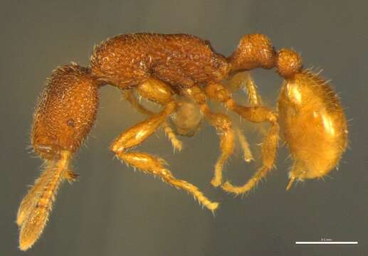 Image of Tyrannomyrmex alii