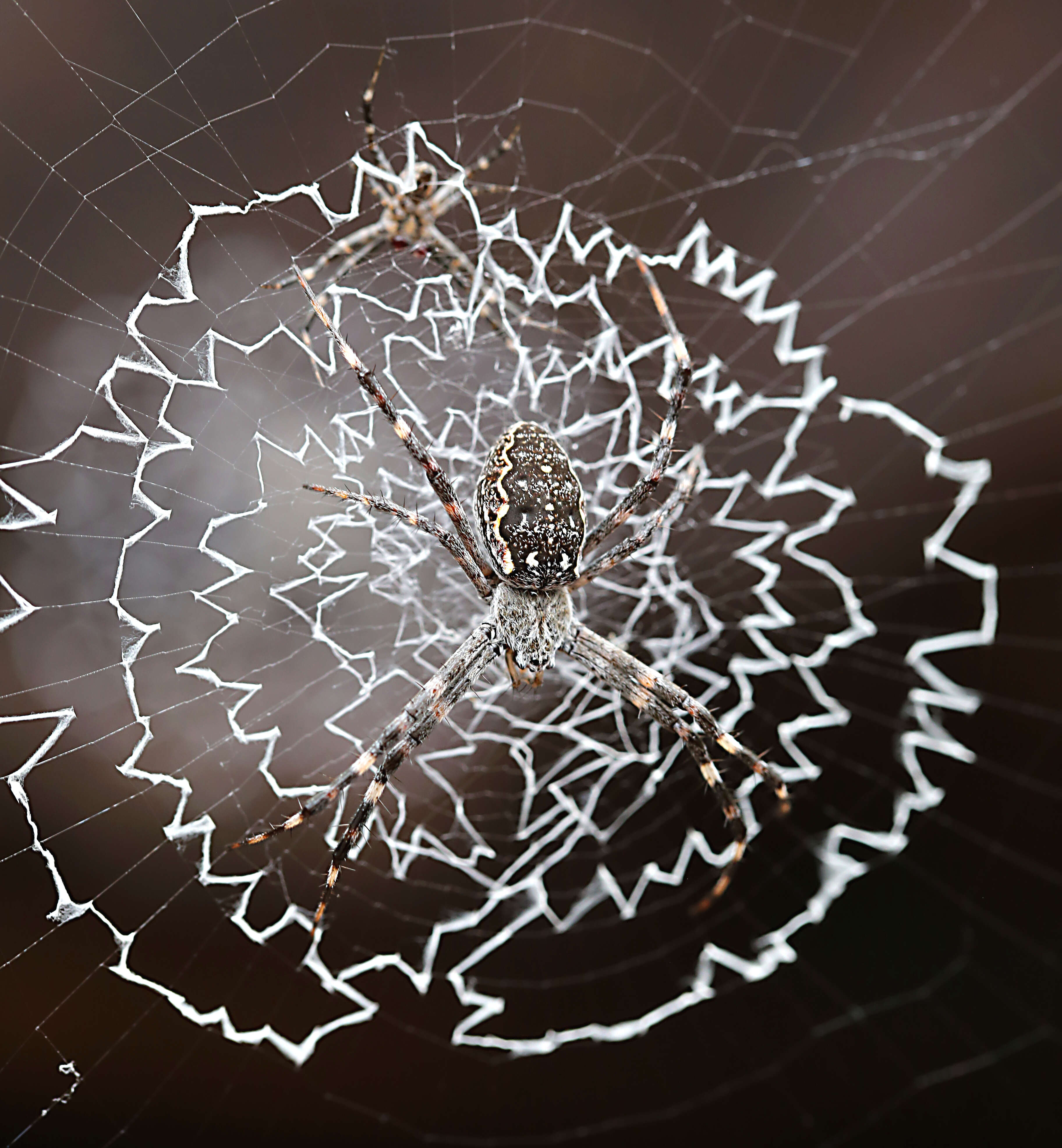 Image of Argiope mascordi Levi 1983