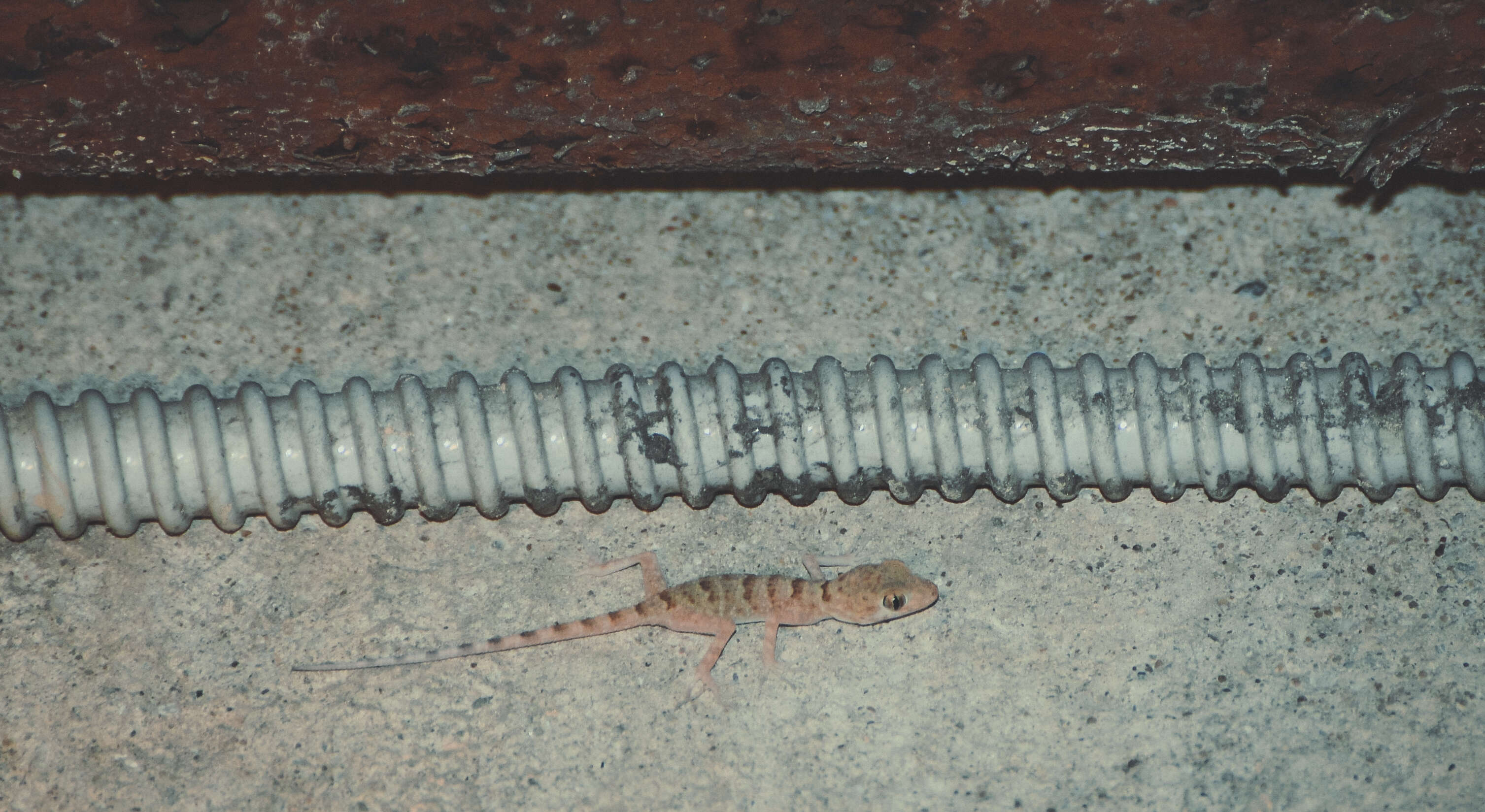 Tenuidactylus bogdanovi Nazarov & Poyarkov 2013 resmi