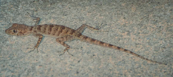 Imagem de Tenuidactylus bogdanovi Nazarov & Poyarkov 2013