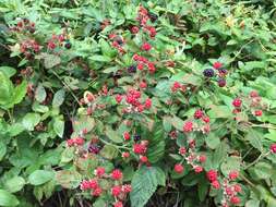 Imagem de Rubus allegheniensis Porter