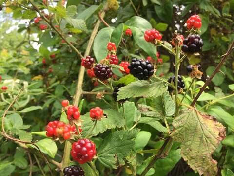 Imagem de Rubus allegheniensis Porter