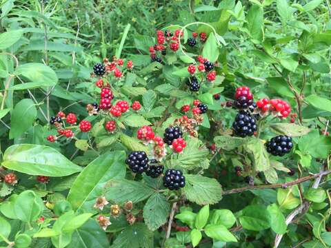 Image de Rubus allegheniensis Porter