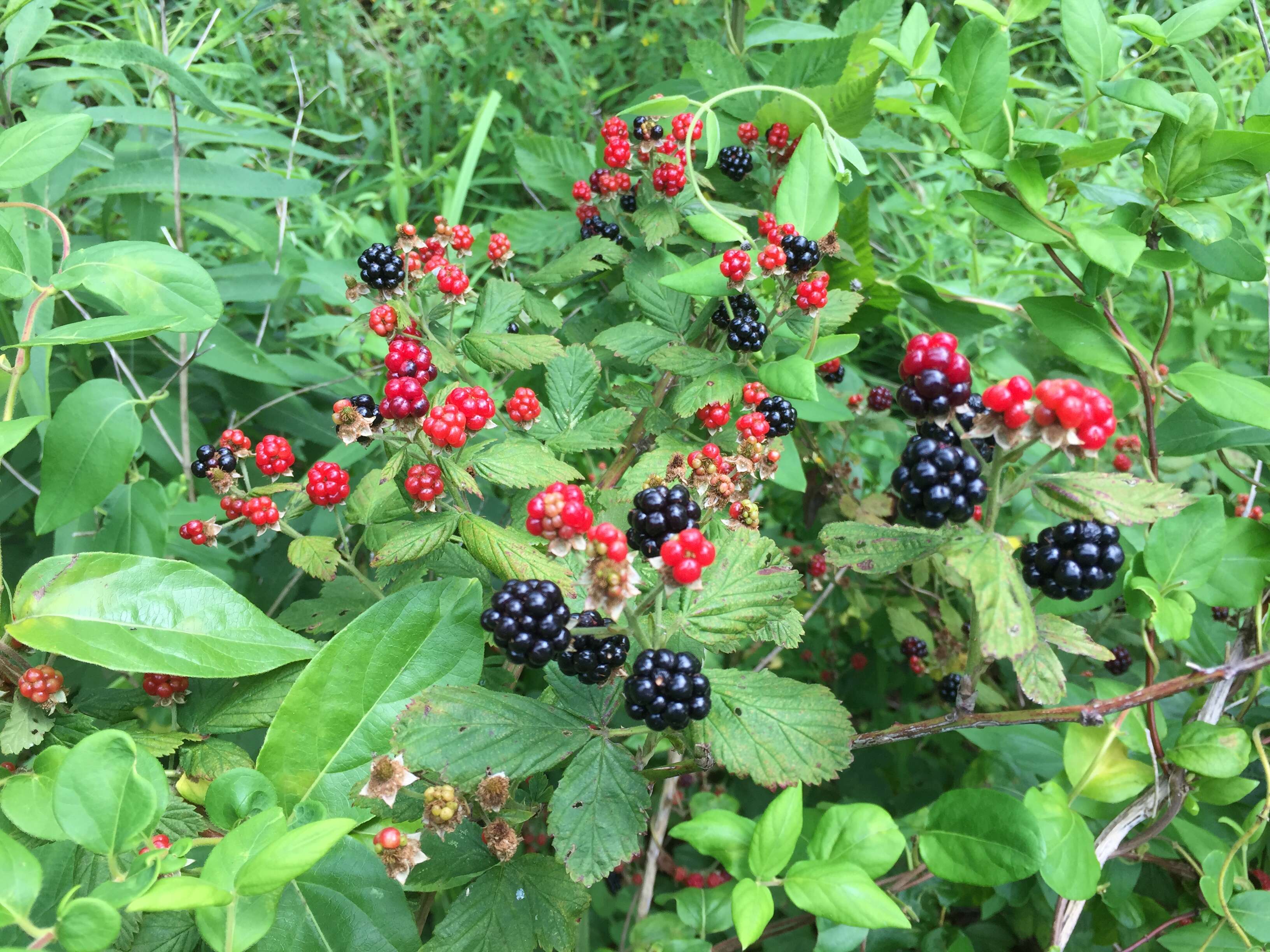 Imagem de Rubus allegheniensis Porter