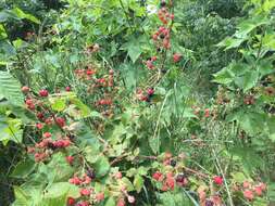 Imagem de Rubus allegheniensis Porter