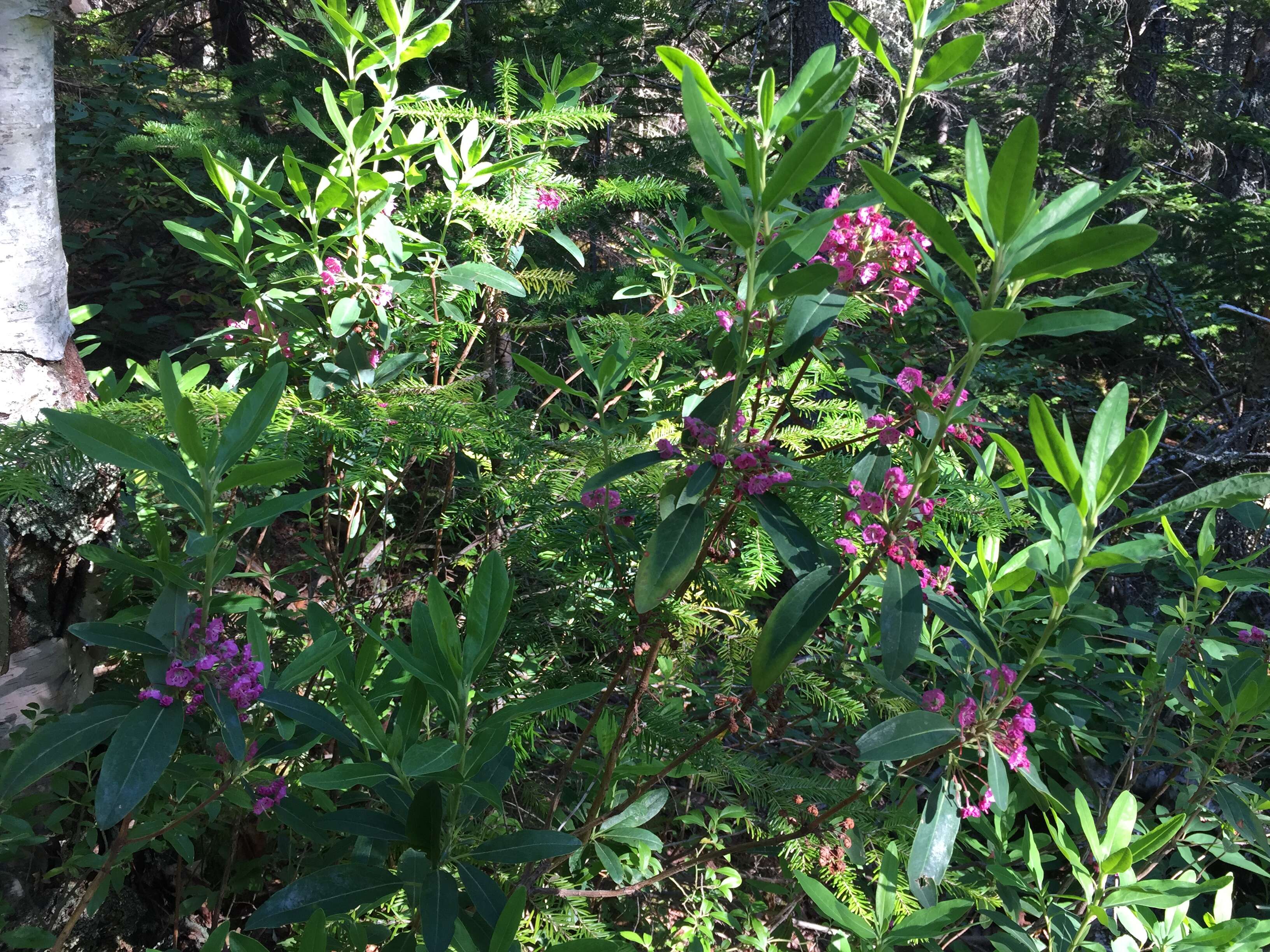 Image of sheep laurel