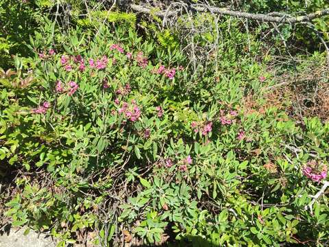 Image of sheep laurel