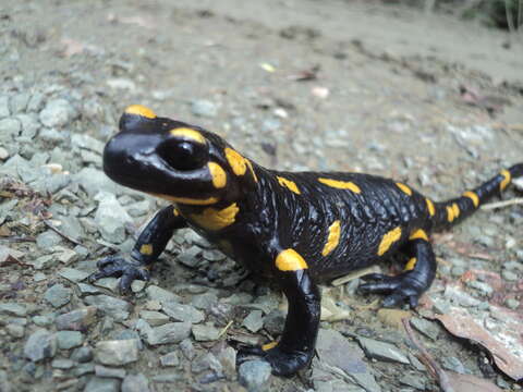 Image of Common Fire Salamander