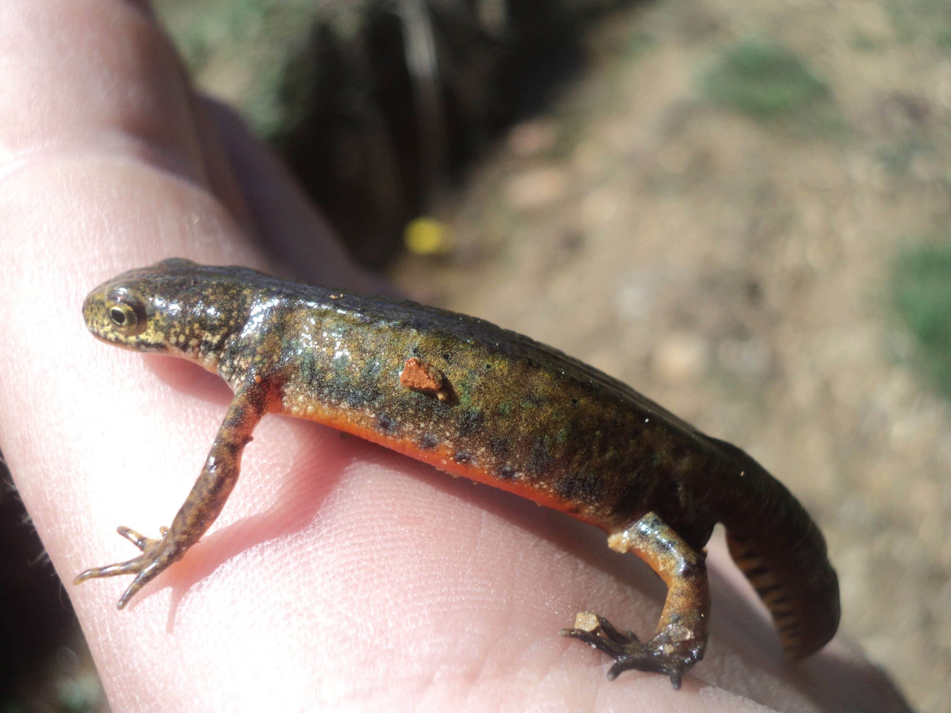 Image of Carpathian Newt