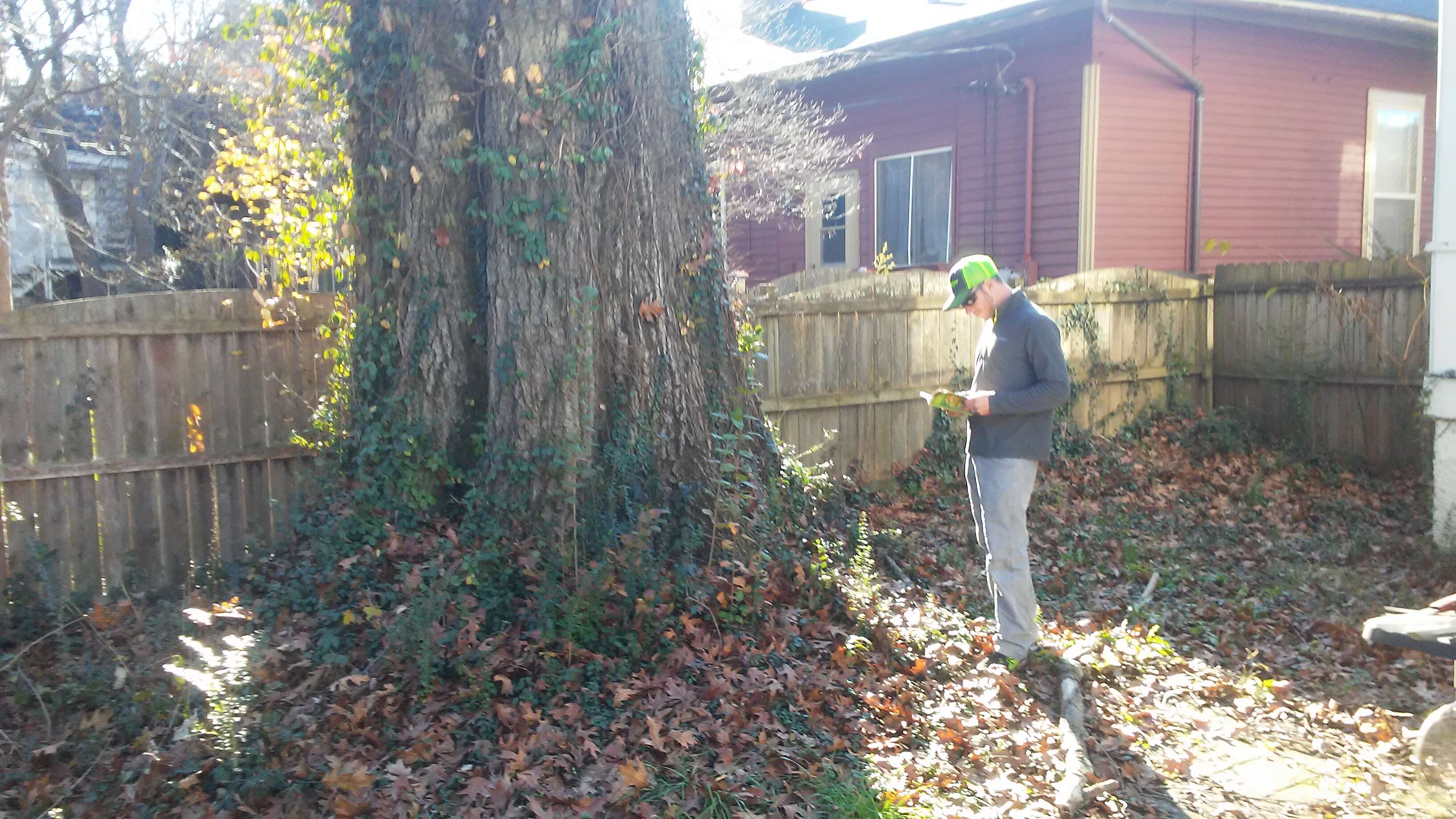 Image of Northern Red Oak