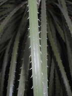 Image of Dasylirion acrotrichum (Schiede) Zucc.