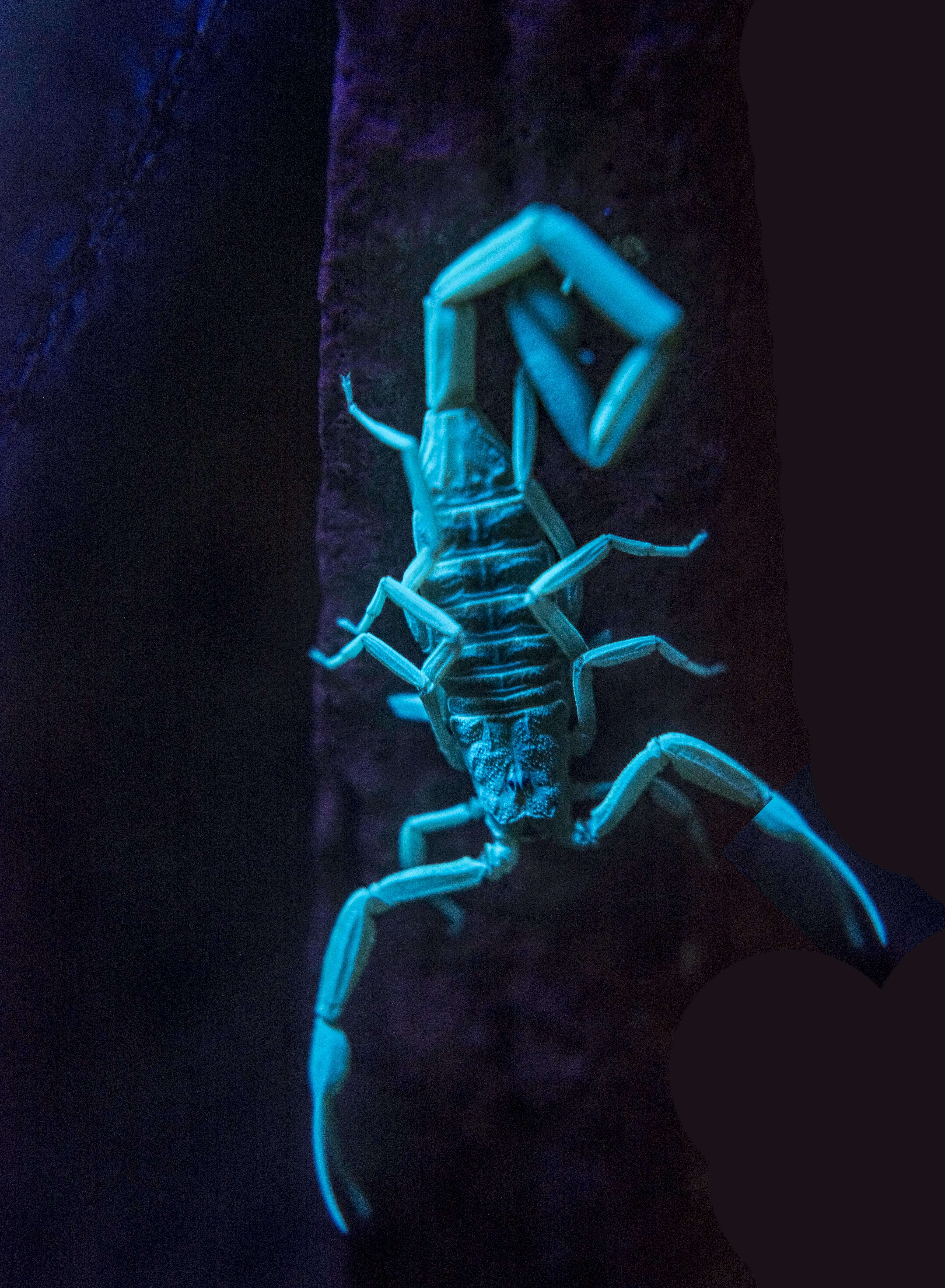 Image of Arizona Bark Scorpion