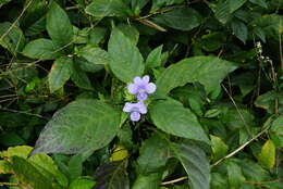 Imagem de Barleria strigosa Willd.