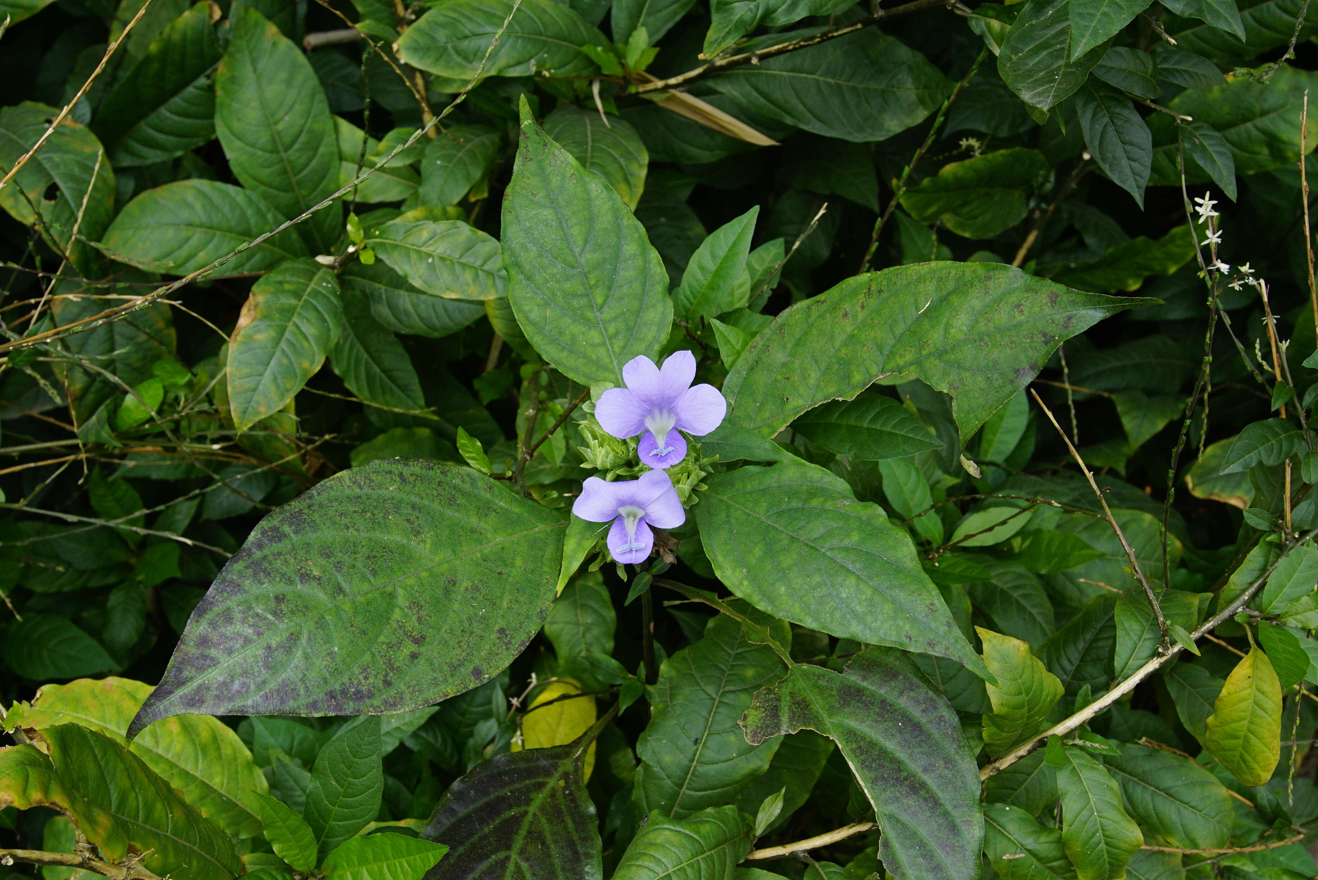 صورة Barleria strigosa Willd.