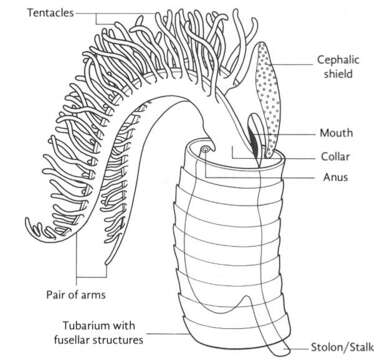 Image of graptolite