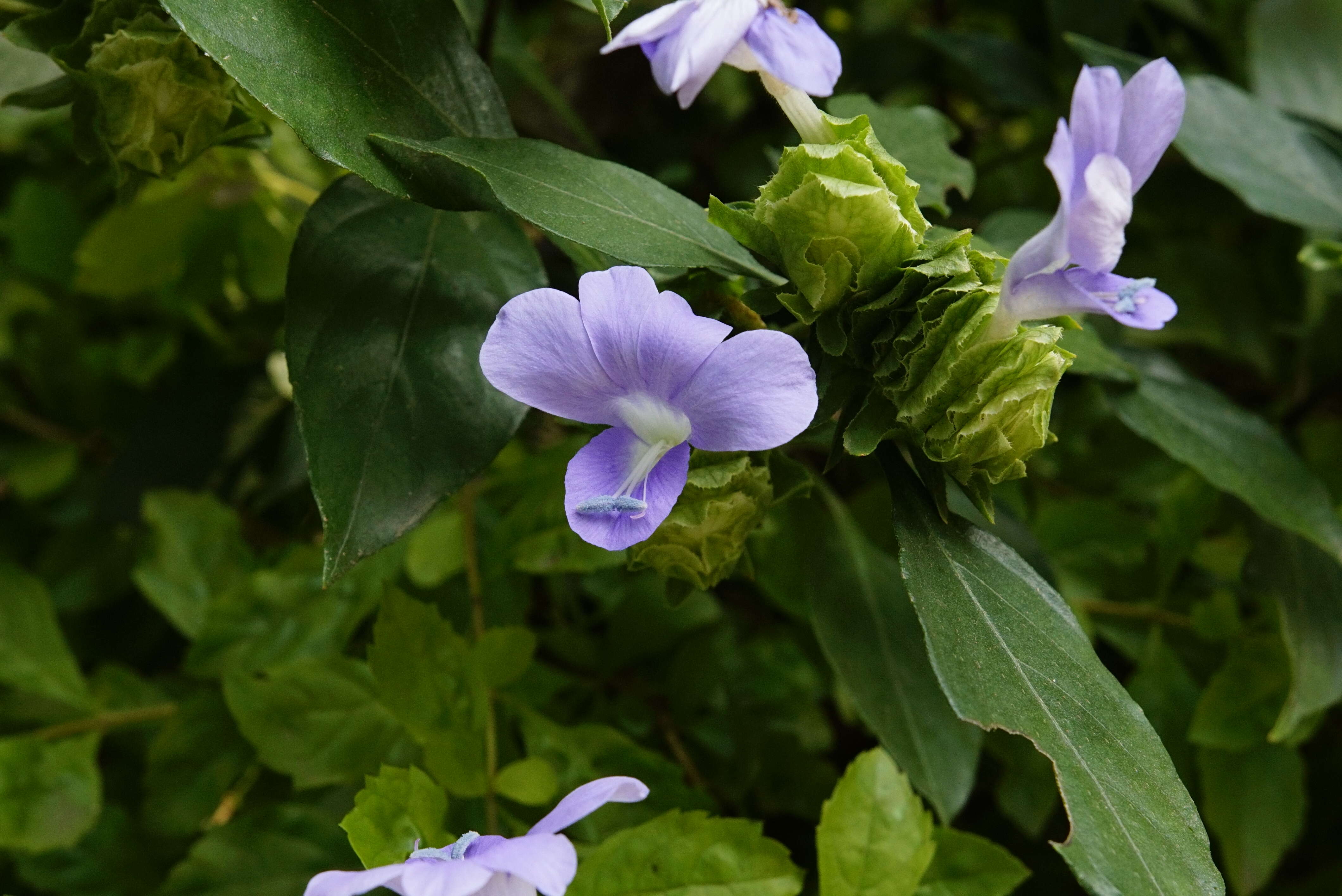 Imagem de Barleria strigosa Willd.