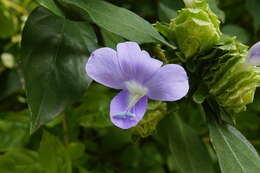 Imagem de Barleria strigosa Willd.