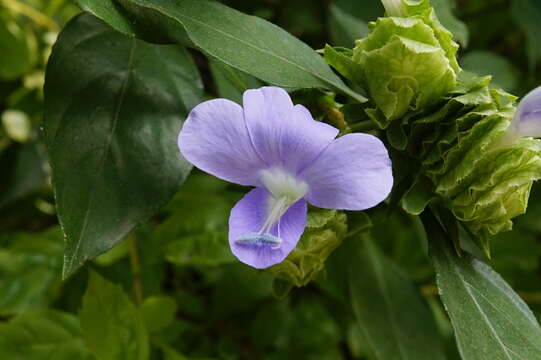 صورة Barleria strigosa Willd.