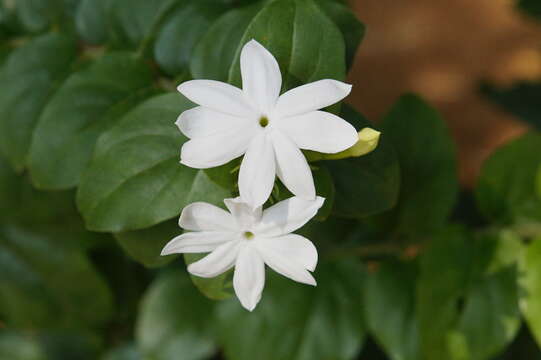 Image of Common Jasmine