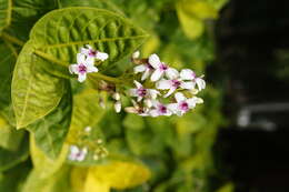 Pseuderanthemum maculatum (Lodd.) I. M. Turner resmi