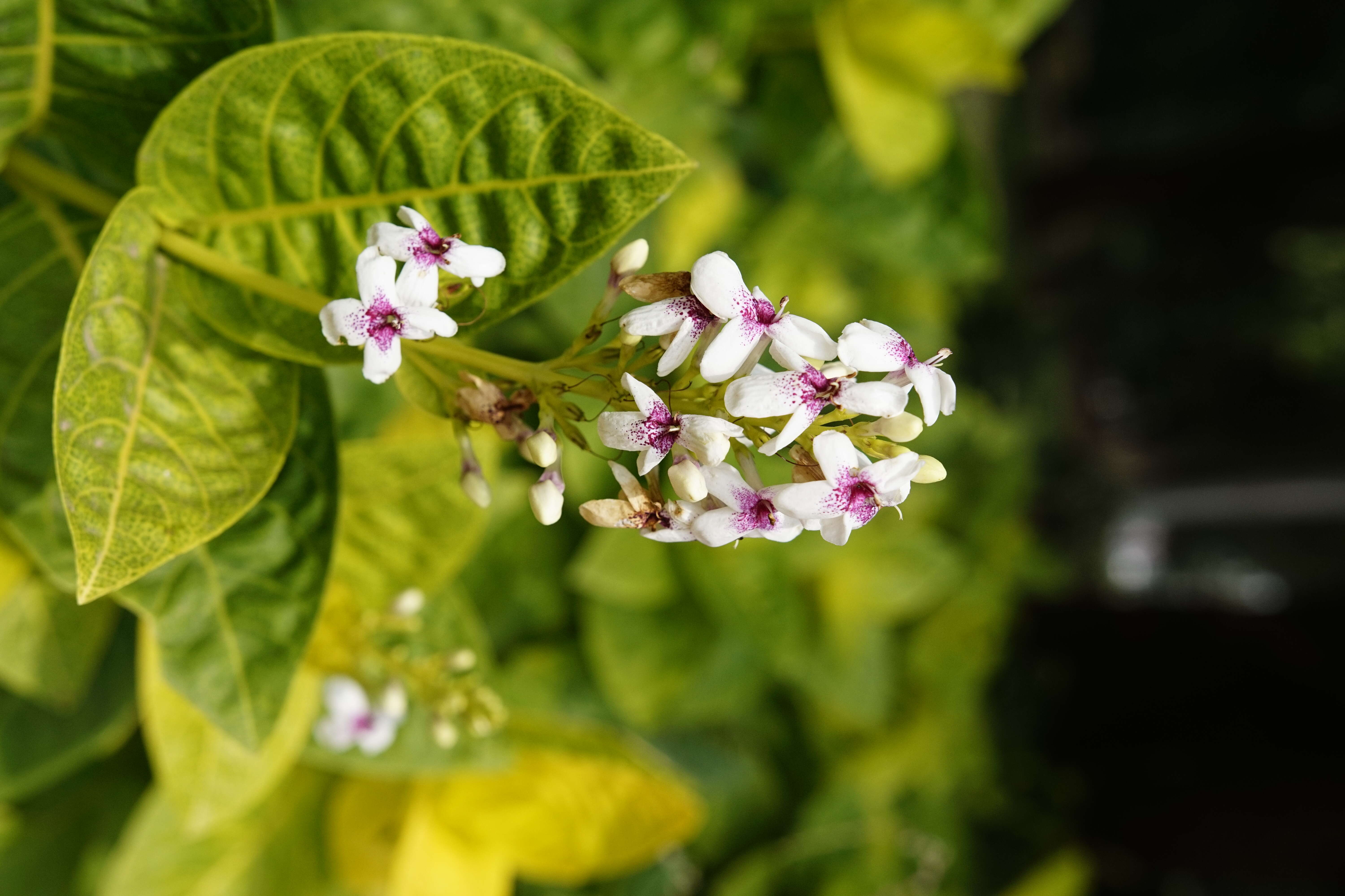 Pseuderanthemum maculatum (Lodd.) I. M. Turner resmi