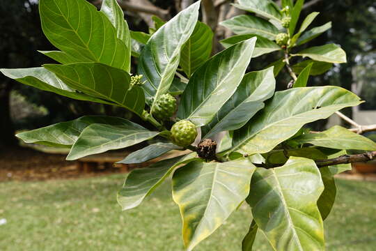 Image of Indian mulberry