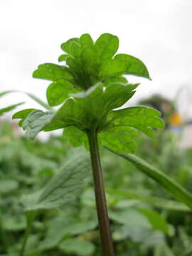 Image of common henbit