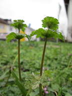 Image of common henbit