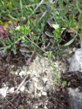 Imagem de Arenaria serpyllifolia L.