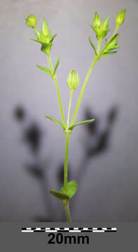 Image of Thyme-leaved Sandwort