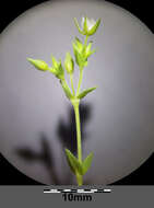 Image of Thyme-leaved Sandwort