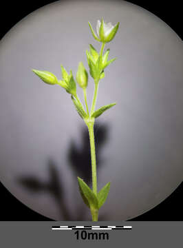 Image of Thyme-leaved Sandwort