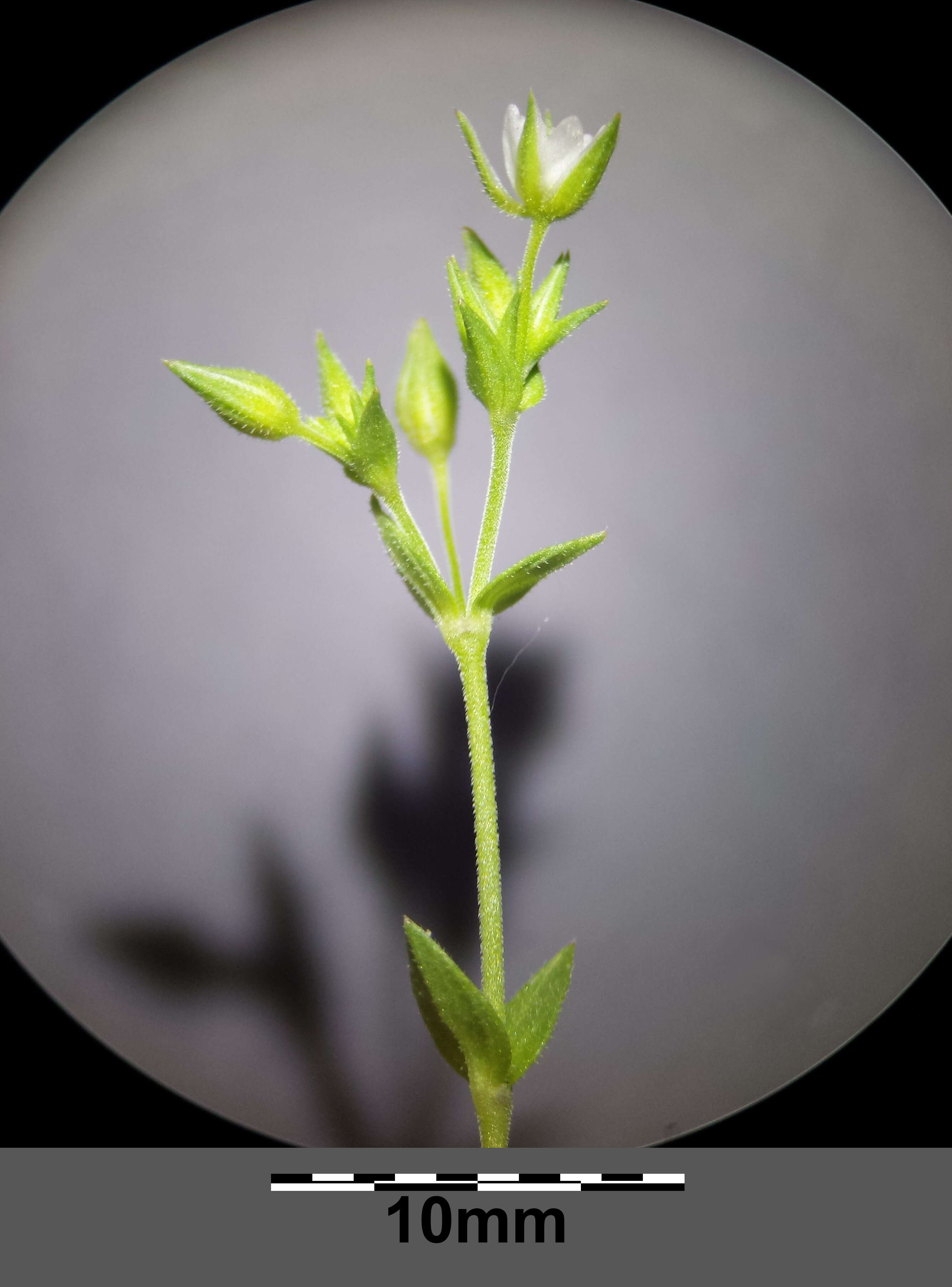 Image de sabline à feuilles de serpolet