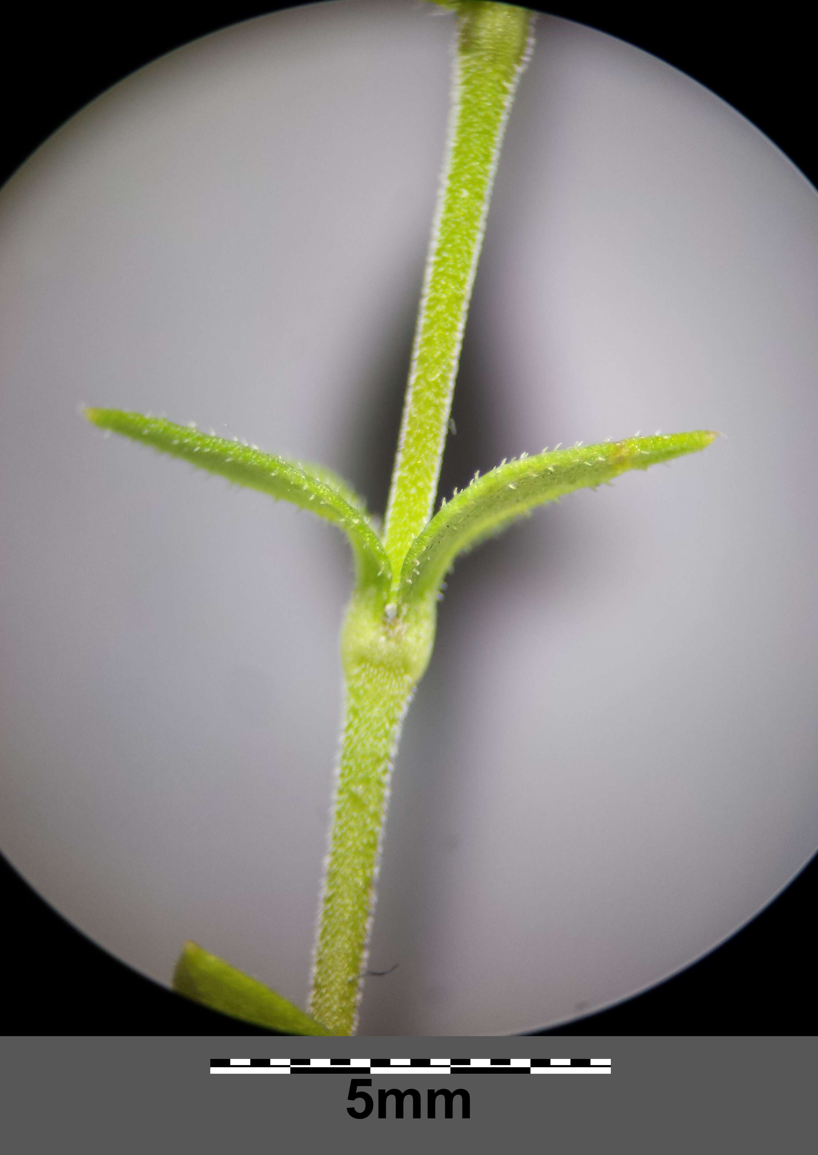 Image of Thyme-leaved Sandwort