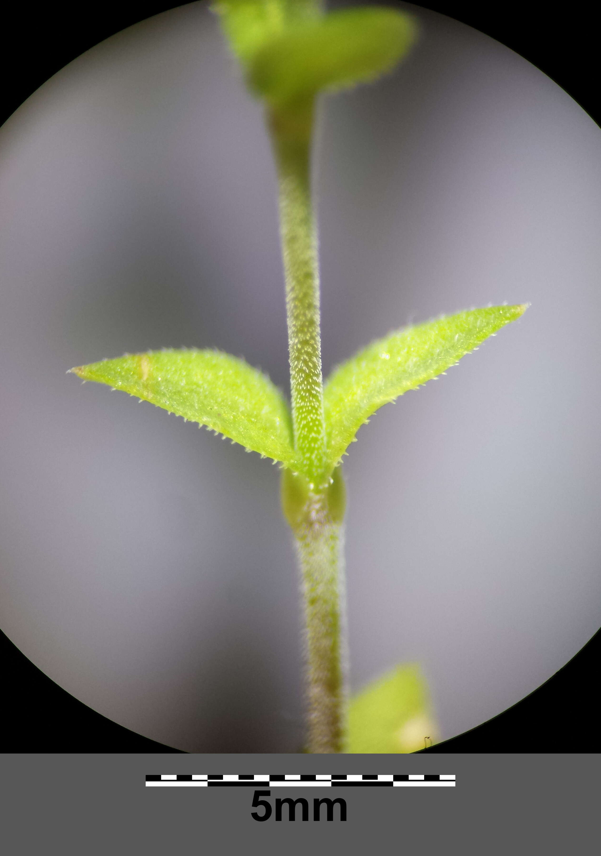 Image de sabline à feuilles de serpolet