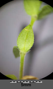 Image of Thyme-leaved Sandwort