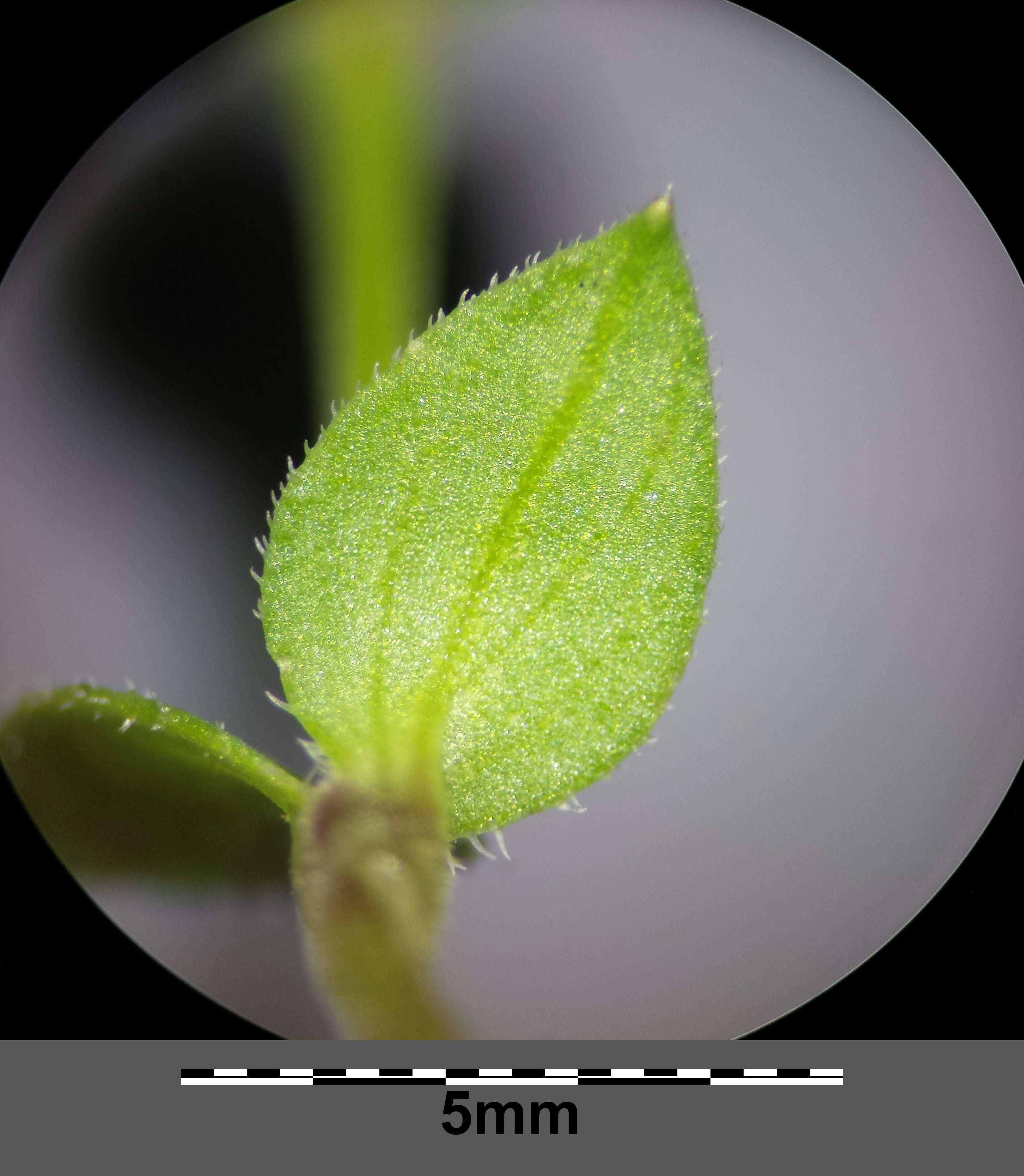 Imagem de Arenaria serpyllifolia L.