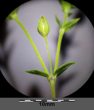 Image of Thyme-leaved Sandwort