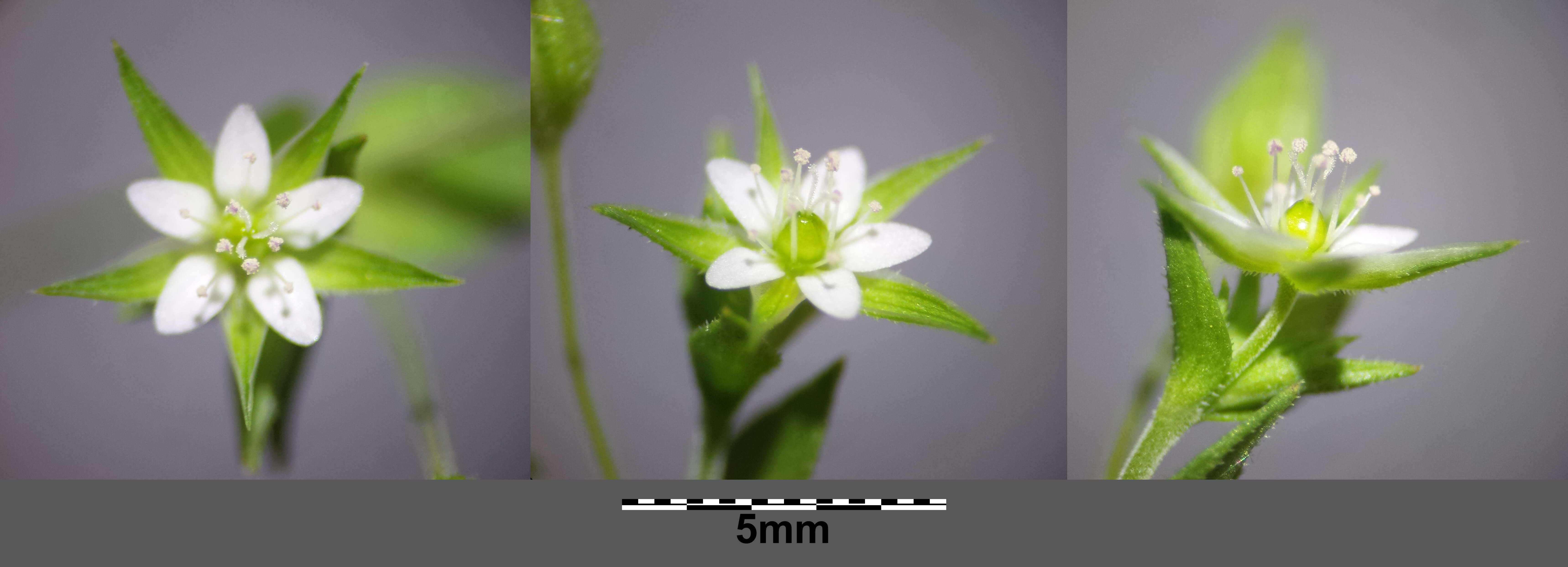 Imagem de Arenaria serpyllifolia L.