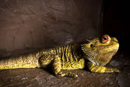 Image of Bearded Dragon