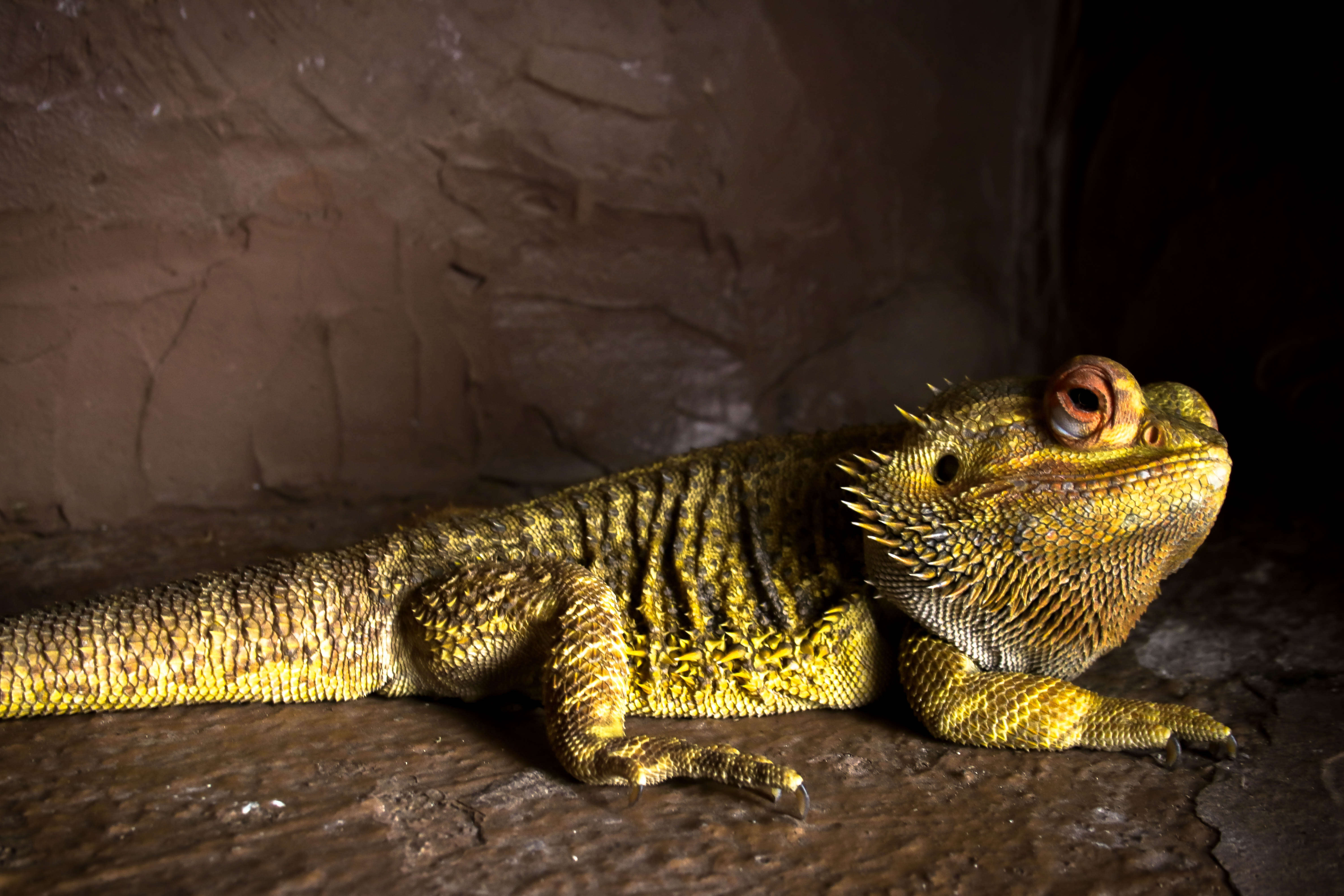 Image of Bearded Dragon