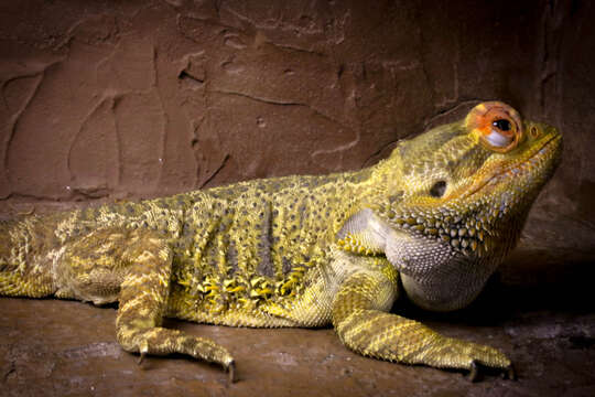 Image of Bearded Dragon