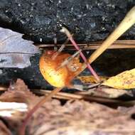 Image of Angulate & Roundshouldered Orbweaver