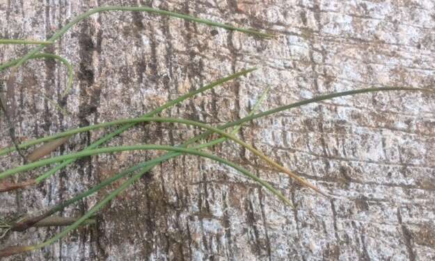 Image of Bulbophyllum teretifolium Schltr.