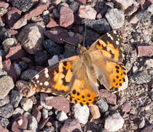 Image of Vanessa cardui